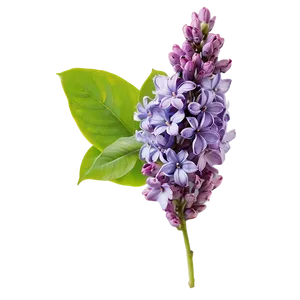 Lilac Dream Png Ofb PNG Image