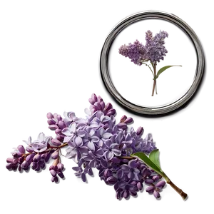 Lilac Elegance Png Lfy66 PNG Image