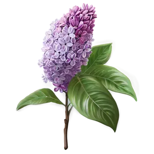 Lilac Glow Png Hhs98 PNG Image