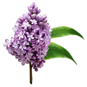 Lilac Haze Png Wps51 PNG Image