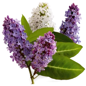 Lilac In Nature Png 06122024 PNG Image