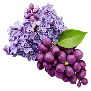 Lilac Petal Png Vra PNG Image