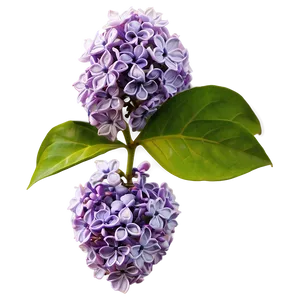 Lilac Scent Png 58 PNG Image