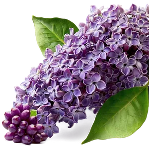 Lilac Wallpaper Png Kkl36 PNG Image