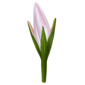 Lily Flower Bud Png Swc47 PNG Image