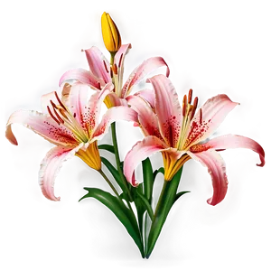 Lily Flower Field Png 85 PNG Image