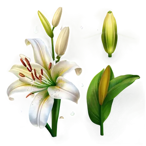 Lily Flower Petals Png Bvd PNG Image