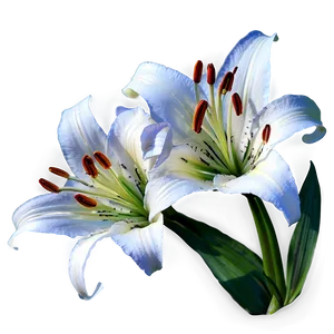 Lily Flower Png 8 PNG Image