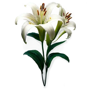 Lily Flower Sticker Png Mmj37 PNG Image