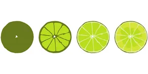 Lime_ Slices_ Progression PNG Image