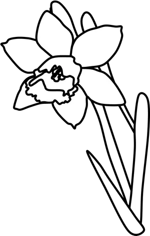 Line Art Daffodil Illustration PNG Image