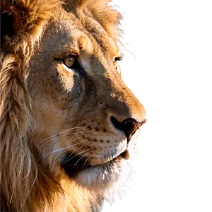 Lion Face Close-up Png Jvf25 PNG Image