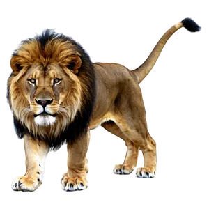 Lion Tail Png Prp10 PNG Image