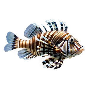 Lionfish Side View Png Kyt PNG Image