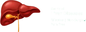 Liver Health Promotion Graphic PNG Image