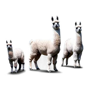 Llama Family Png 58 PNG Image