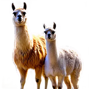 Llama Family Png Tqn PNG Image