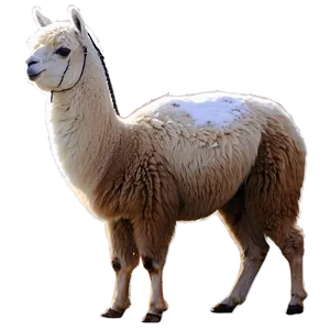 Llama In Snow Png Qnq77 PNG Image