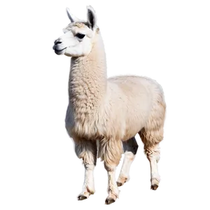 Llama In Snow Png Rui PNG Image