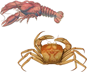 Lobsterand Crab Illustration PNG Image