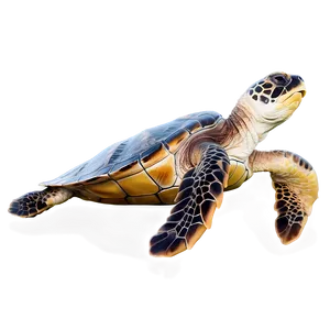 Loggerhead Sea Turtle Png Plt PNG Image