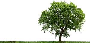 Lone Tree Against Clear Sky PNG