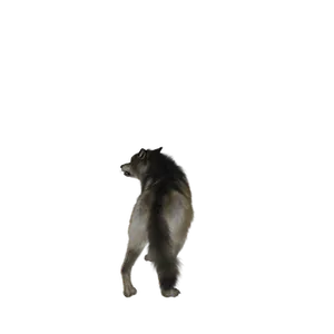 Lone Wolf Howlingin Darkness PNG Image