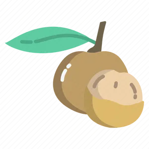 Longan Fruit Illustration PNG Image