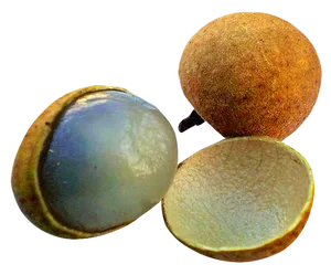 Longan Fruit Variety Display PNG Image