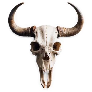 Longhorn Skull D PNG Image