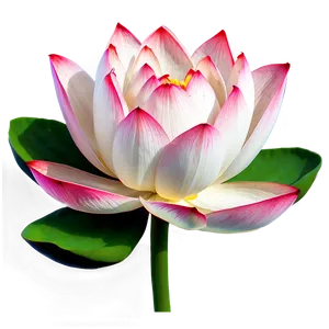 Lotus Flower Transparent Png Xku PNG Image