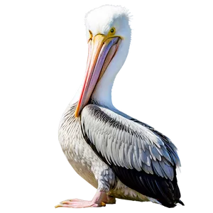 Louisiana Pelican Png Csi47 PNG Image