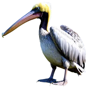 Louisiana Pelican Png Vml PNG Image