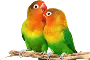 Lovebird_ Pair_ Affectionate_ Moment.png PNG Image