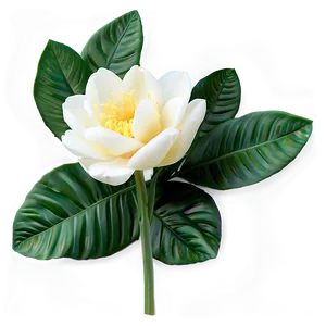 Lovely Bloom Png 19 PNG Image