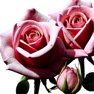 Lovely Rose Artwork Png 06202024 PNG Image