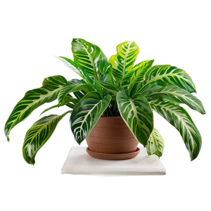 Low Light Indoor Plants Png 06252024 PNG Image