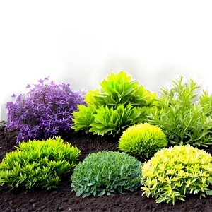 Low Maintenance Shrubs Png 06122024 PNG Image