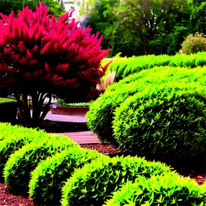 Low Maintenance Shrubs Png 16 PNG Image