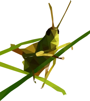 Low Poly Grasshopper Illustration PNG Image