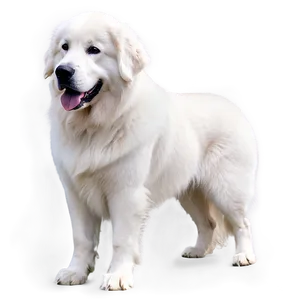 Loyal Great Pyrenees Companion Png 65 PNG Image