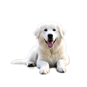 Loyal Great Pyrenees Companion Png 97 PNG Image