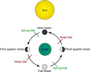 Lunar Phasesand Tides Cycle PNG Image