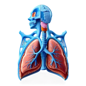 Lung Anatomy Png Kbx PNG Image