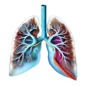 Lung Anatomy Png Qio PNG Image