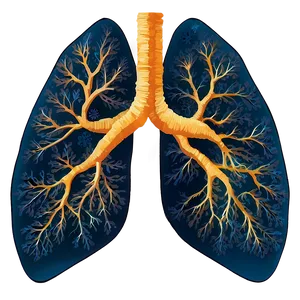 Lung C PNG Image