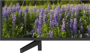 Lupine Field Displayedon L E D T V PNG Image