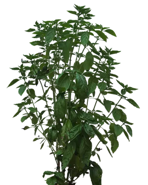 Lush Green Basil Plant PNG Image