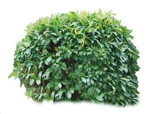 Lush Green Bush Isolatedon Black PNG Image