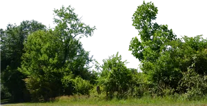 Lush Green Bushes Black Background PNG Image